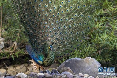 云南孔雀资料,探寻云南孔雀的神秘魅力与自然传奇